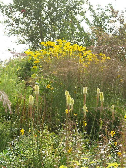 MOLINIA CAERULEA subsp.ARUNDINACEA 'WINDSPEIL'