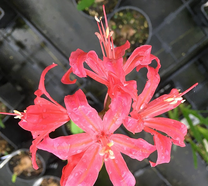 NERINE 'MONET'