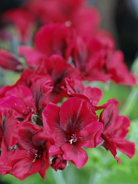 PELARGONIUM 'VOODOO'