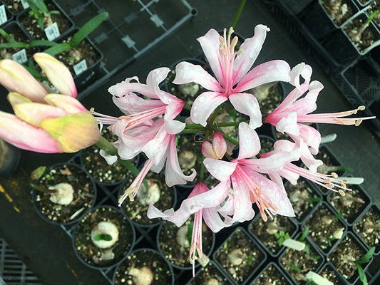 NERINE 'INCHMERY KATE'