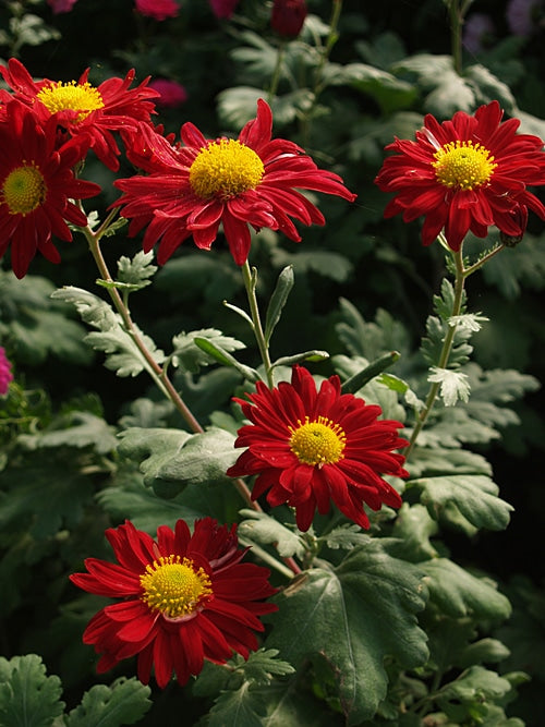 CHRYSANTHEMUM 'WINNING'S RED'