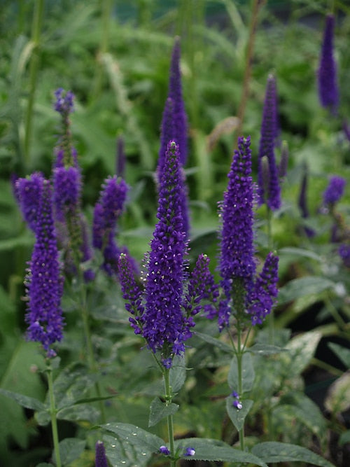 VERONICA LONGIFOLIA 'MARIETTA'