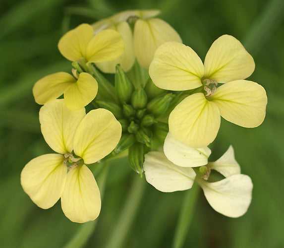 ERYSIMUM Sp. Alpine Sicily