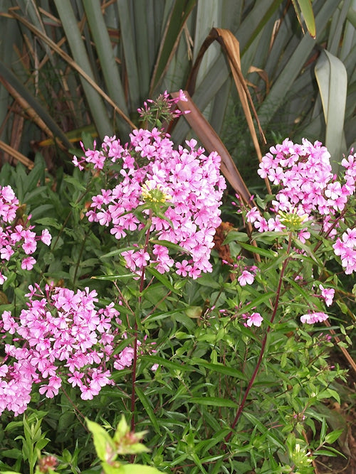 PHLOX x ARENDSII 'GARY'