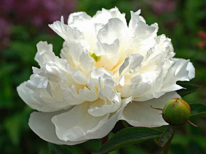 PAEONIA LACTIFLORA 'DUCHESSE DE NEMOURS'