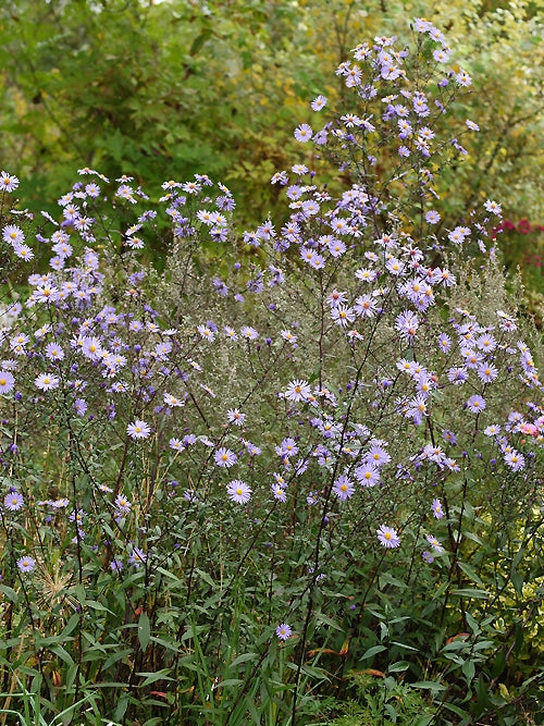 SYMPHYOTRICHUM LAEVE 'ARCTURUS'