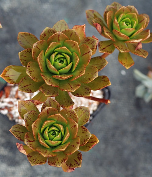 AEONIUM 'BRONZE MEDAL'