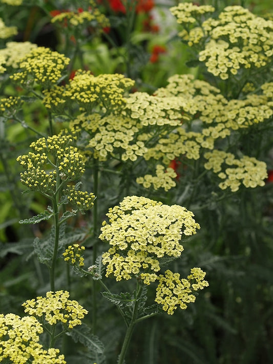 ACHILLEA 'PROSPERO'