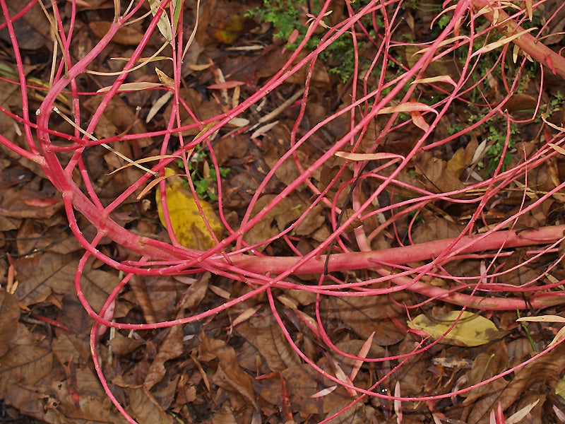 EUPHORBIA PALUSTRIS 'WOODCHIPPINGS'