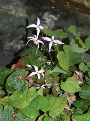 EPIMEDIUM LEPTORRHIZUM