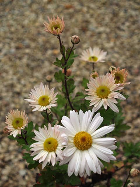 CHRYSANTHEMUM 'ELAINES HARDY WHITE'