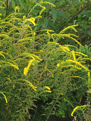 SOLIDAGO RUGOSA 'FIREWORKS'