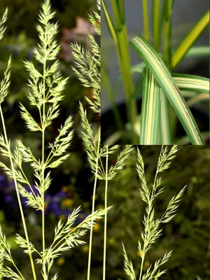 CALAMAGROSTIS x ACUTIFLORA 'ELDORADO'