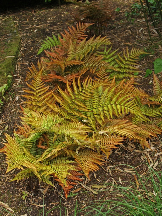 DRYOPTERIS ERYTHROSORA 'BRILLIANCE'