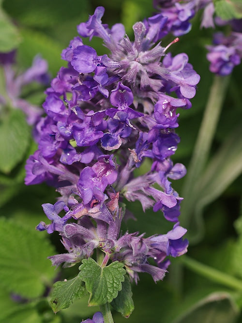 NEPETA 'HILL GROUNDS'