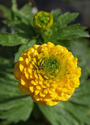 RANUNCULUS CONSTANTINOPOLITANUS 'PLENUS'