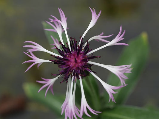 CENTAUREA MONTANA 'PURPLE HEART'