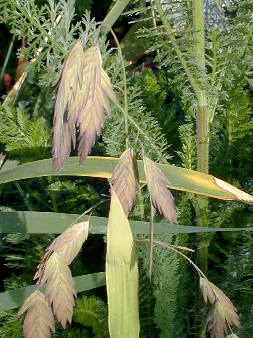 CHASMANTHIUM LATIFOLIUM