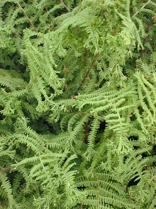 DRYOPTERIS AFFINIS 'CRISTATA'