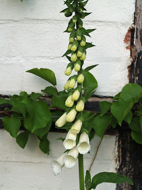 DIGITALIS PURPUREA f.ALBIFLORA