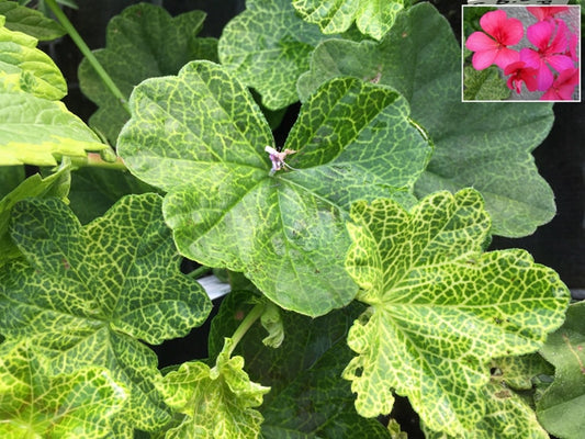 PELARGONIUM 'CROCODILE'