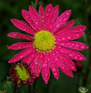 CHRYSANTHEMUM 'No.1 MRS.JESSIE COOPER'