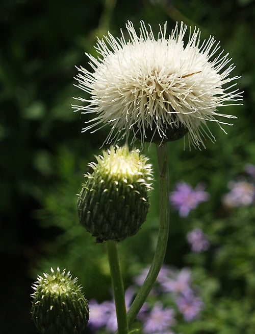Serratula lycopifolia | Tall Creamy-White Spineless Thistle