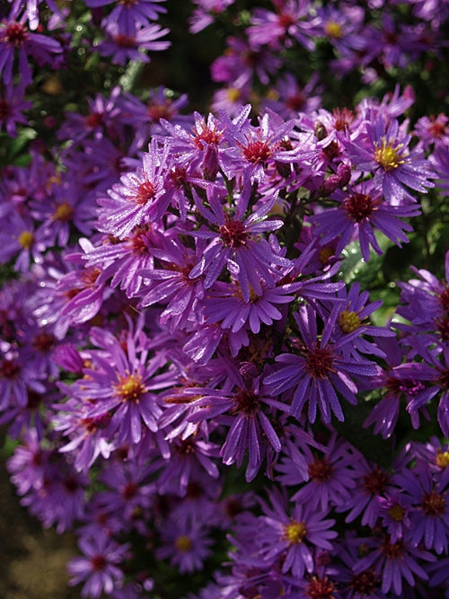 SYMPHYOTRICHUM 'PRAIRIE PURPLE'