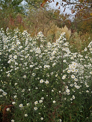 SYMPHYOTRICHUM 'WHITE CLIMAX'