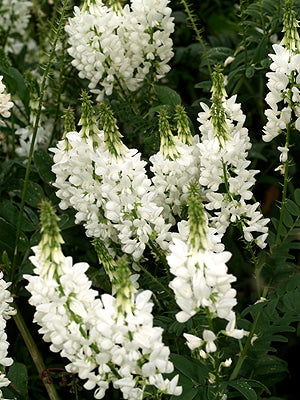 GALEGA x HARTLANDII 'ALBA'