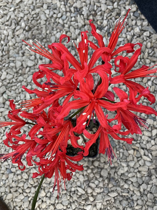 NERINE 'DUNKIRK'