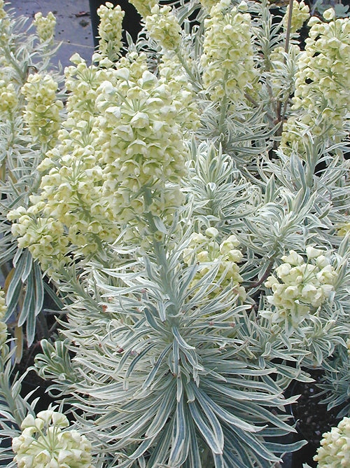 EUPHORBIA CHARACIAS 'KESTREL'