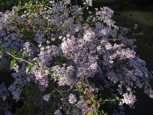 SYMPHYOTRICHUM 'BLÜTENREGEN'