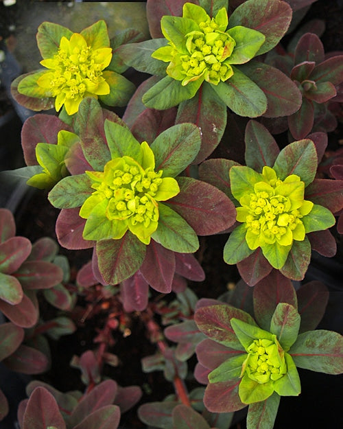 EUPHORBIA EPITHYMOIDES 'BONFIRE'