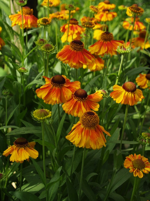 HELENIUM 'LUC'