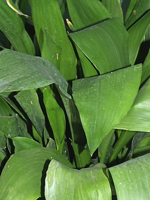 ASPIDISTRA ELATIOR