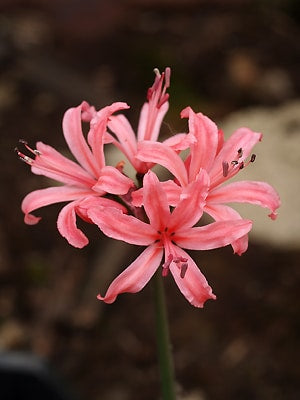 EUPHORBIA 'BLUE HAZE' 2