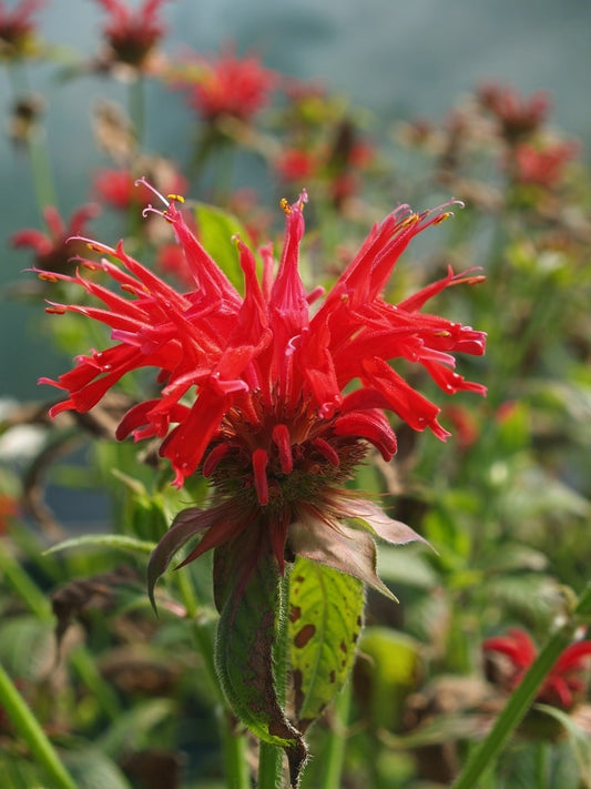 MONARDA 'GARDENVIEW SCARLET'