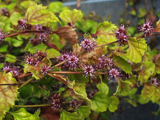 PHILADELPHUS 'MANTEAU D'HERMINE'