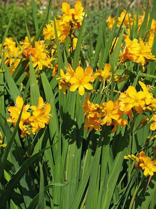 CROCOSMIA 'PAUL'S BEST YELLOW'