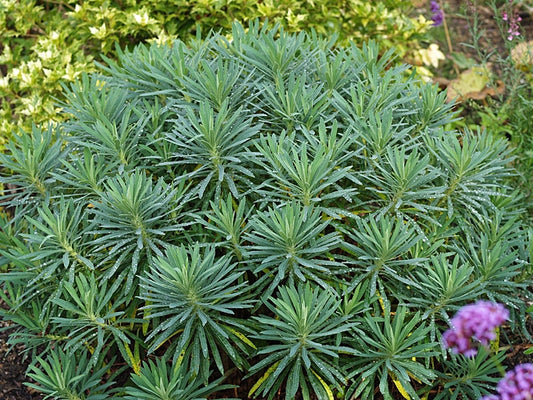 EUPHORBIA CHARACIAS 'EYE-CATCHER'