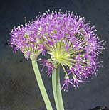 ALLIUM PLATYCAULE