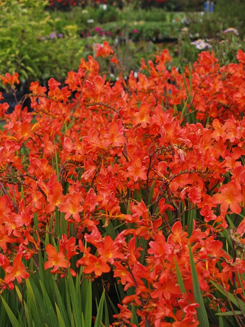 CROCOSMIA 'LIMPOPO'