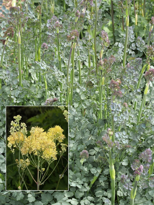 THALICTRUM FLAVUM subsp.GLAUCUM 'RUTH LYNDEN-BELL'