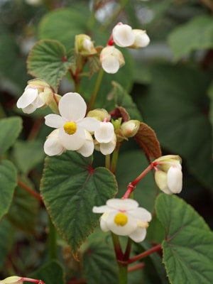 BEGONIA GRANDIS subsp.EVANSIANA var.ALBA