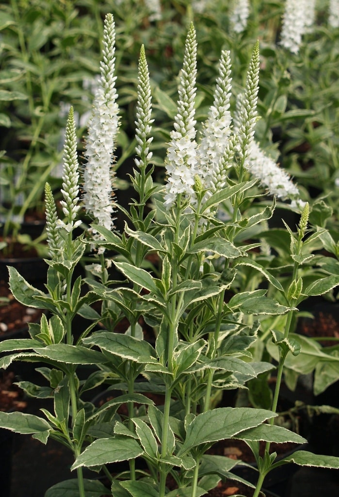 VERONICA LONGIFOLIA 'CHARLOTTE'