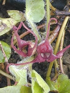 ASARUM CAUDATUM