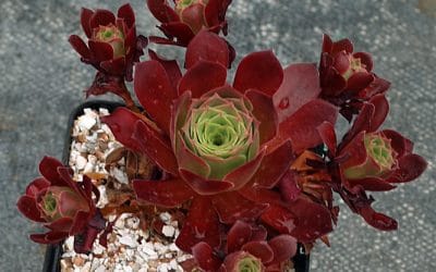 AEONIUM 'PHOENIX FLAME'