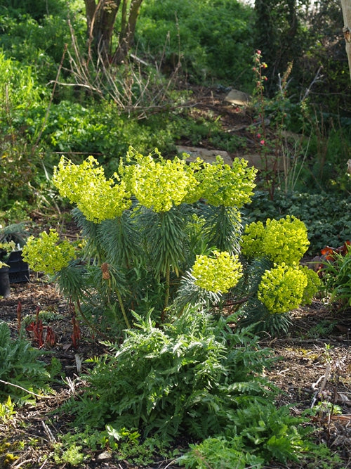 EUPHORBIA CHARACIAS subsp.WULFENII 'JIMMY PLATT'