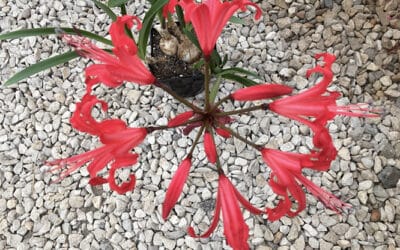 NERINE 'ANNE ROLLS'